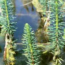 Mare’s Tail 