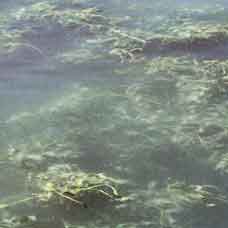 Whitestem Pondweed