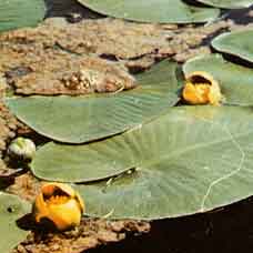 Yellow Water Lily